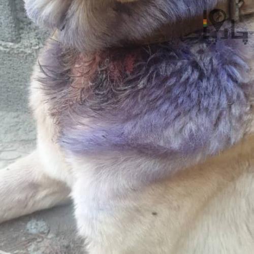 دامپزشکی سیار الودامپزشک