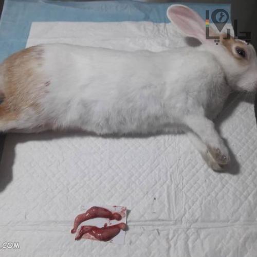 دامپزشکی سیار الودامپزشک