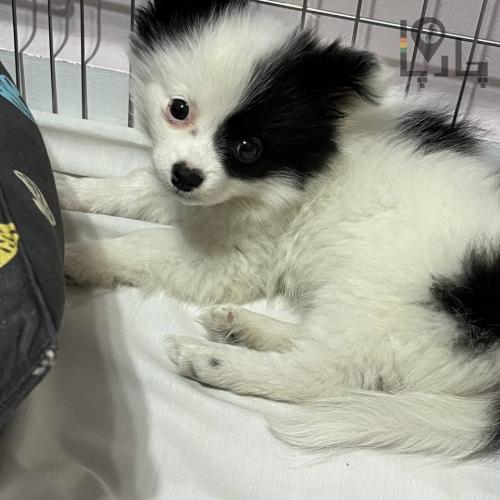 سگ پامر ۲ماه