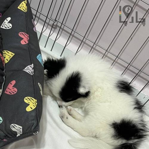 سگ پامر ۲ماه