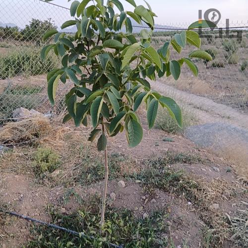 فروش باغ ۸۰۰ متری