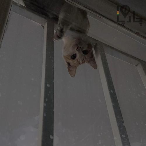 واگذاری رایگان گربه زیریکساله