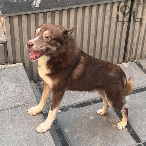 واگذاری رایگان