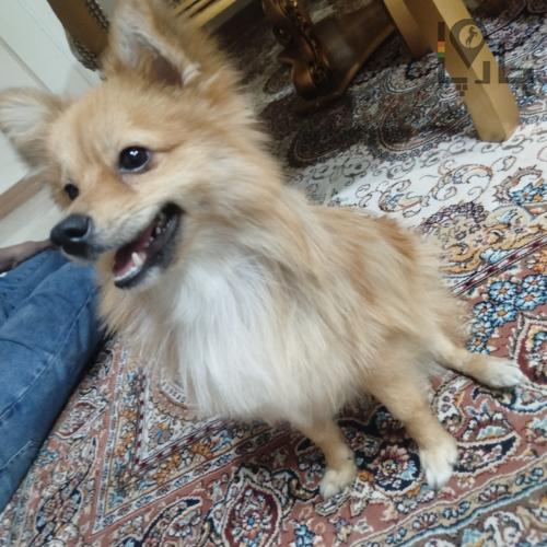 واگذاری سگ پامرین