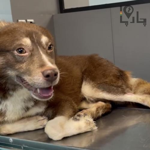 واگذاری رایگان