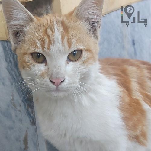واگذاری رایگان گربه زیریکساله