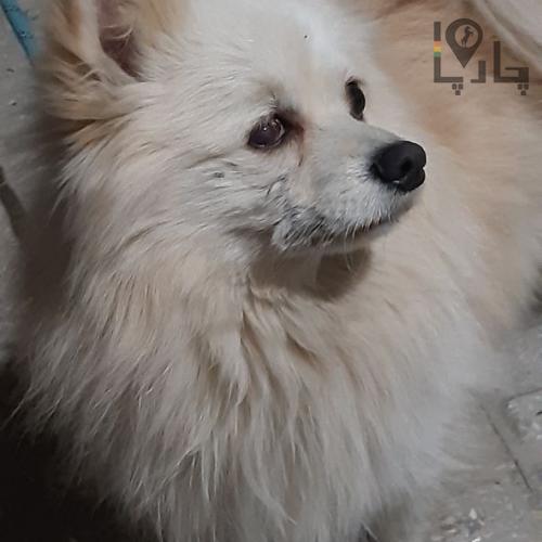 سگ پامر پیدا شده