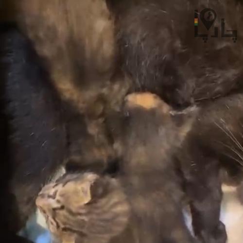 گربه دامستیک شورت هیر بلک