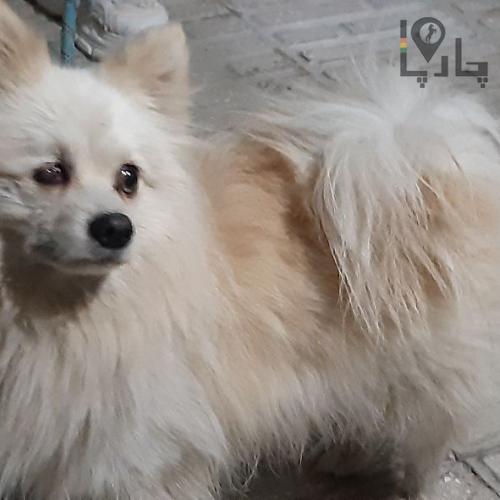 سگ پامر پیدا شده