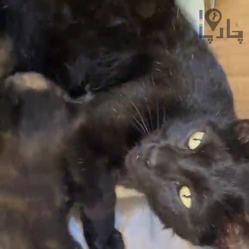 گربه دامستیک شورت هیر بلک