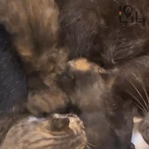 گربه دامستیک شورت هیر بلک