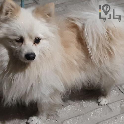 سگ پامر پیدا شده