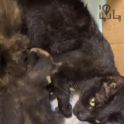 گربه دامستیک شورت هیر بلک