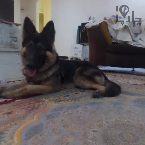 سگ ژرمن گمشده