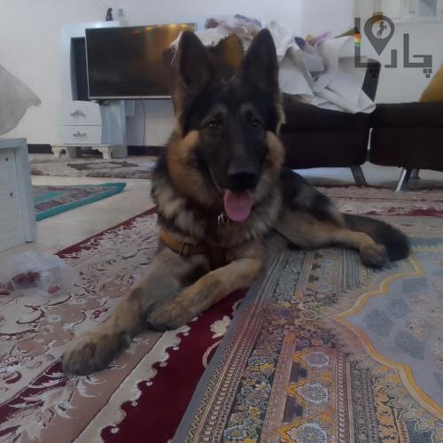 سگ ژرمن گمشده