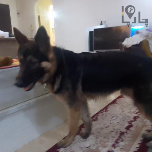 سگ ژرمن گمشده