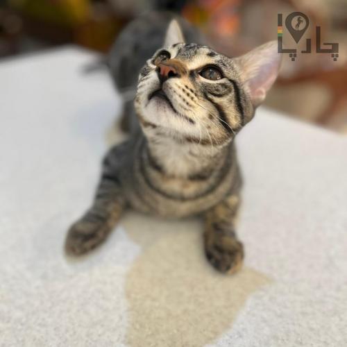 واگذاری گربه DSH