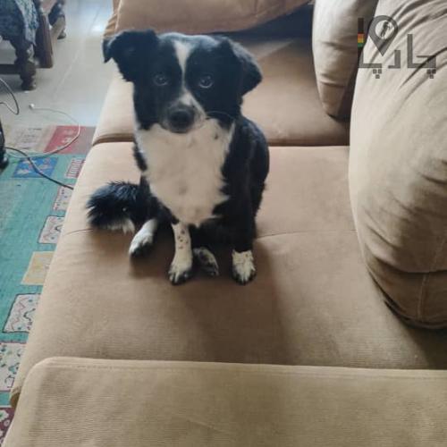 سگ گمشده در سولقان