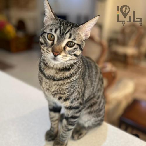 واگذاری گربه DSH