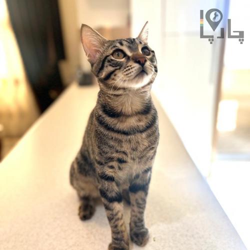 واگذاری گربه DSH