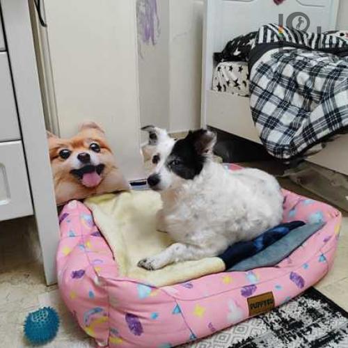 سگ گمشده اشپیتز سفید و سیاه