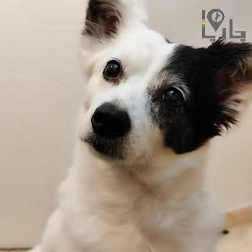 سگ گمشده اشپیتز سفید و سیاه