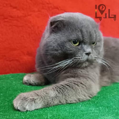 اسکاتیش دبل فولد وارداتی