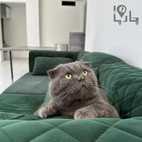 اسکاتیش دبل فولد وارداتی