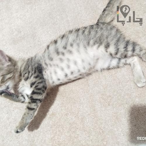 واگذاری بچه گربه رایگان