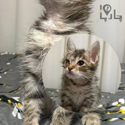 واگذاری بچه گربه رایگان