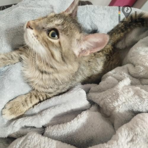 واگذاری بچه گربه رایگان