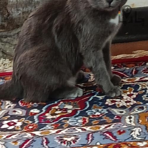 فروش گربه راشن بلو