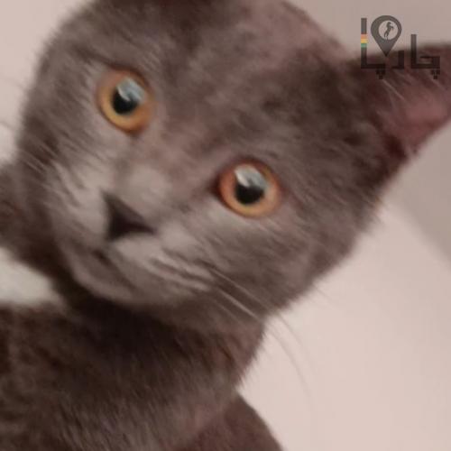 فروش گربه راشن بلو