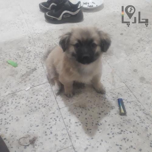 اشپیتز۳ساله.اسمش&zwnj;هم&zwnj;سوزیه