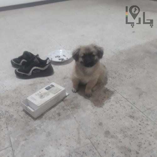 اشپیتز۳ساله.اسمش&zwnj;هم&zwnj;سوزیه