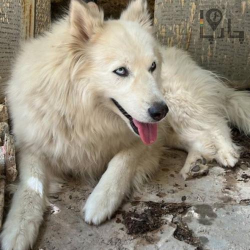 سگ هاسکی ماده گمشده