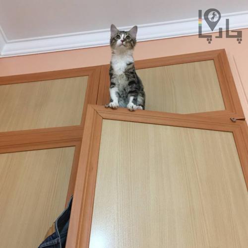 واگذاری بچه گربه