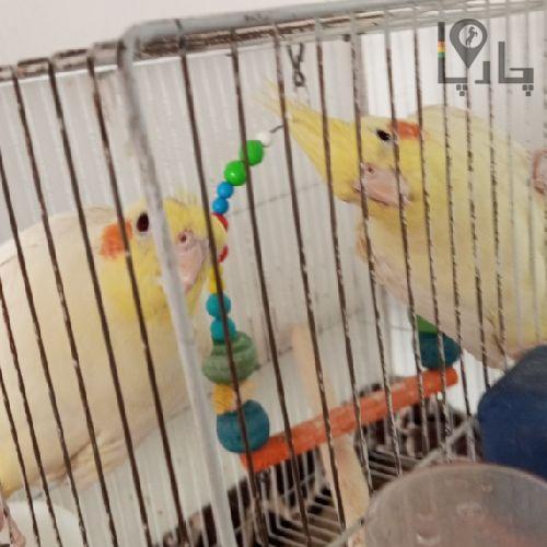 ۲تا عروس هلندی جوان و ماده