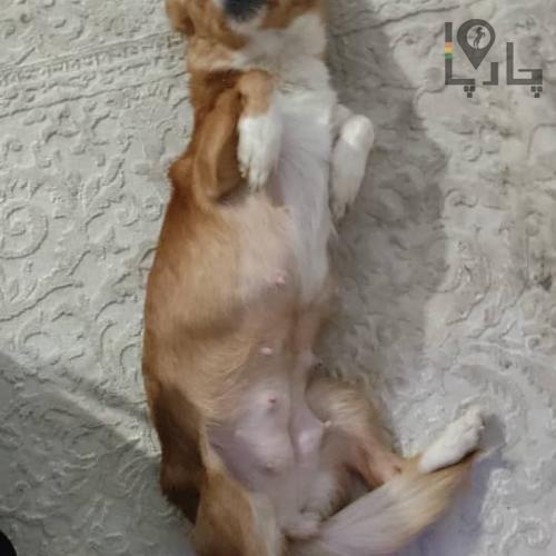 واگذاری سگ شیتزو