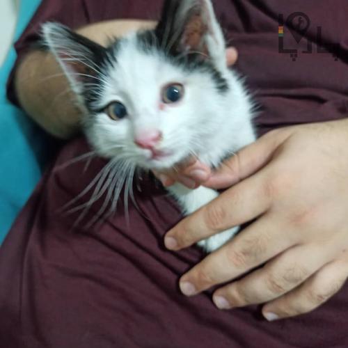 بچه گربه رها شده