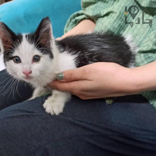 بچه گربه رها شده