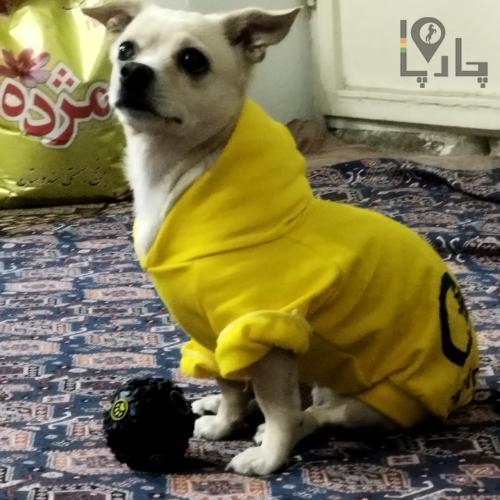 سگ پا کوتاه شیواوا