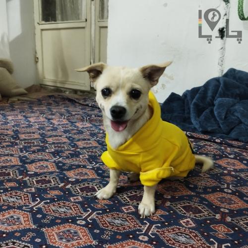 سگ پا کوتاه شیواوا