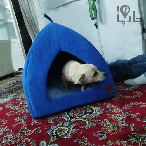 سگ پا کوتاه شیواوا