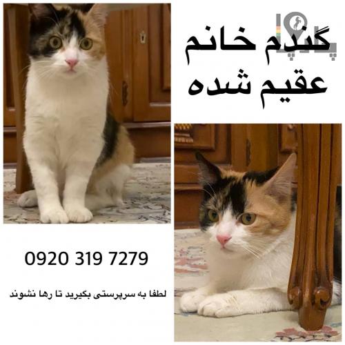 واکذاری دو کربه ۸ ماه عقیم شد