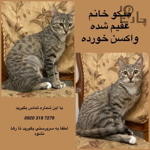 واکذاری دو کربه ۸ ماه عقیم شد