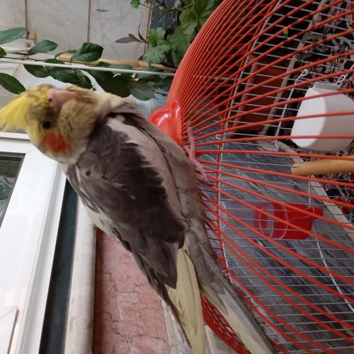 عروس هلندی گمشده