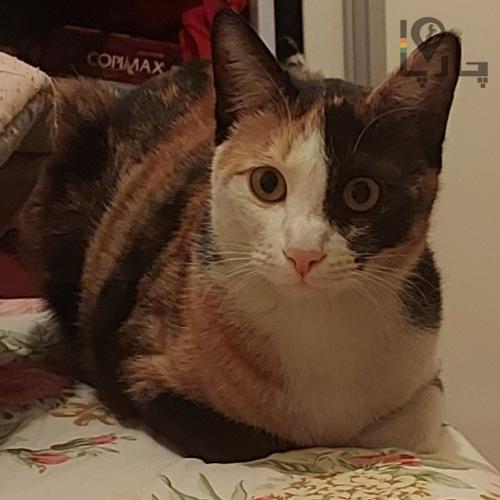 نانا گمشده
