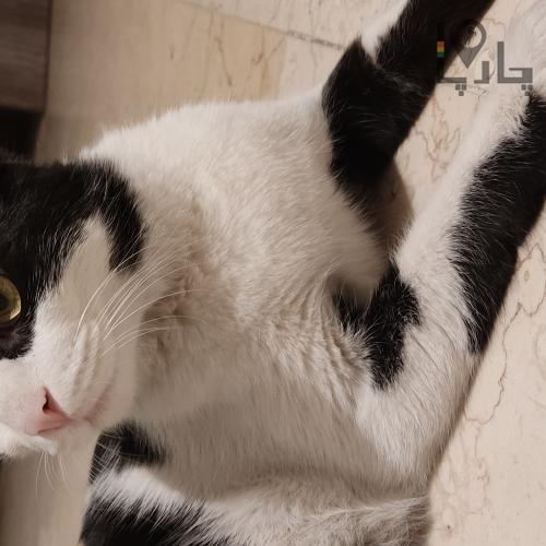 گربه عقیم شده نر یک ساله