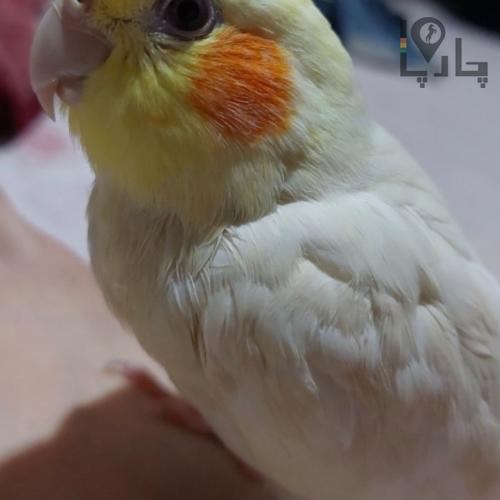 عروس هلندی گم شده